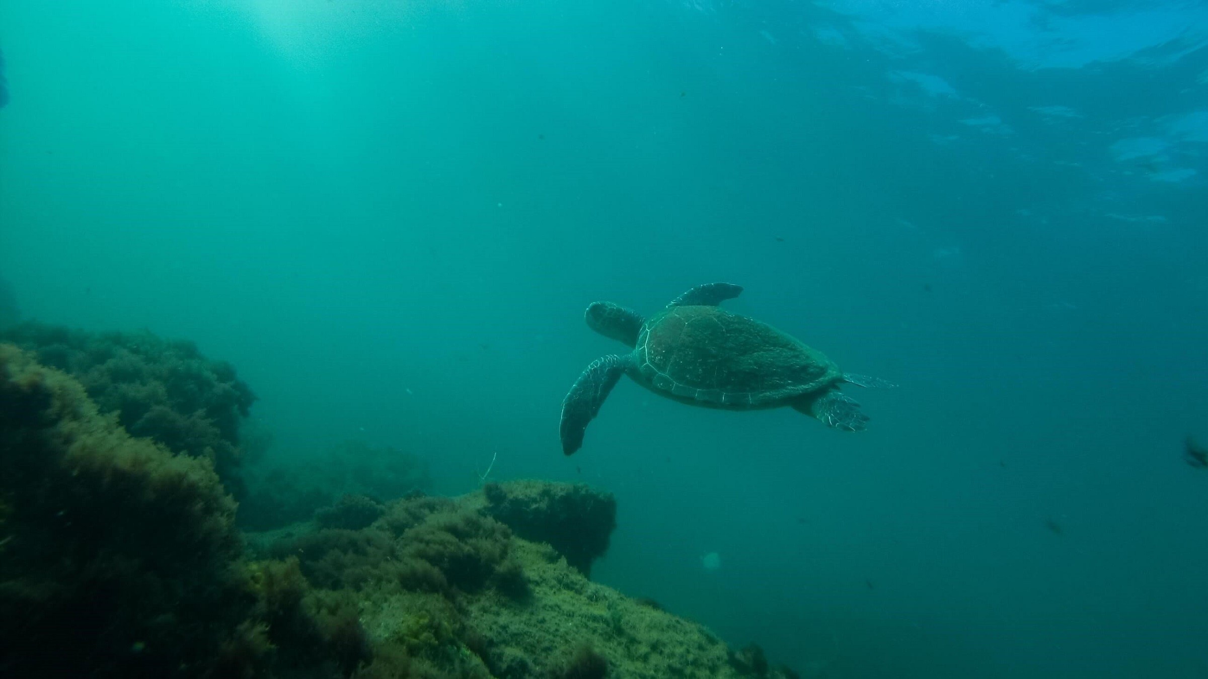 Tartaruga vista durante mergulho em Arraial do Cabo
